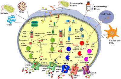 Pyroptosis: shedding light on the mechanisms and links with cancers